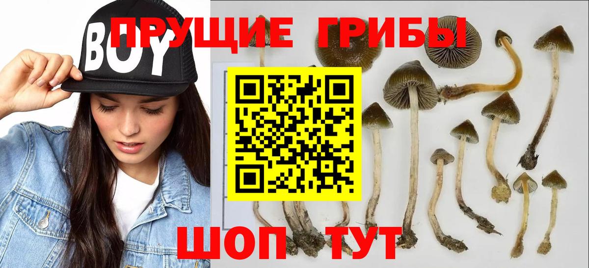 Можга  Галлюциногенные грибы Psilocybine cubensis  Псилоцибиновые грибы ЛСД  Вход с VPN 